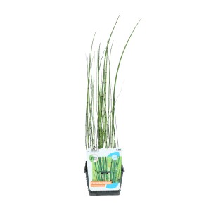 Cserépben lévő zsurló (Equisetum japonicum), zöld tavi növény partokra és mocsaras területekre.