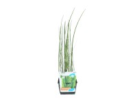 OBI japán zsurló cserépméret: kb. 18 cm x 18 cm Equisetum japonicum