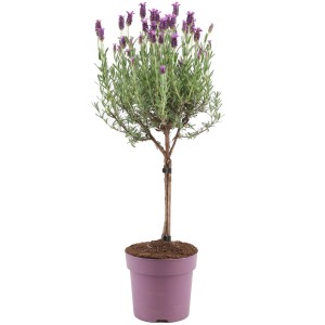 Levendula Anouk törzsön cserépben (kb. 15 cm). Dísznövény ezüstszürke levelekkel és lila virágokkal.