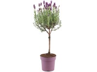 OBI füzéres levendula Anouk száron 15 cm cserépátmérőjű