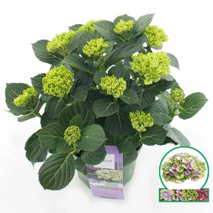Kék Magical Jewel hortenzia cserépben, kb. 50 cm magas, zöld virágzatokkal.