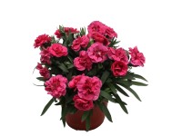 Dianthus Oscar 14 cm - es cserépben Dianthus Oscar 14 cm - es cserépben