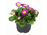 Százszorszép 9 cm-es cserépben