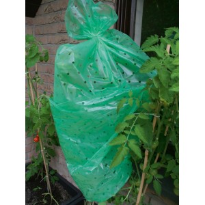 Zöld paradicsomfólia védi a paradicsomnövényt a kertben.