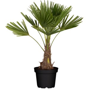 Kenderpálma (Trachycarpus fortunei) cserépben, kb. 28 cm Ø, örökzöld dézsás növény erkélyre és teraszra.