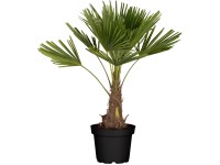 GROW by OBI kínai kenderpálma cserépátmérő kb. 28 cm Trachycarpus fortunei GROW by OBI kínai kenderpálma cserépátmérő kb. 28 cm Trachycarpus fortunei
