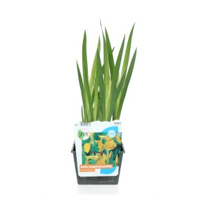 Sárga nőszirom (Iris pseudacorus) cserépben, tóparti és mocsári növény.