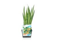 Sárga nőszirom sárga cserép 18 cm x 18 cm Iris pseudacorus