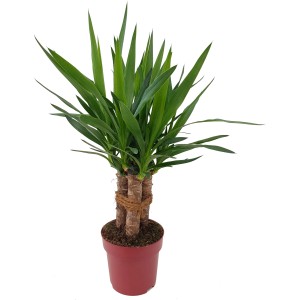 Yucca Tres Canas, kb. 70 cm magas, cserépben. Szobanövény három szárral és zöld levelekkel.