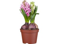 GROW by OBI jácint Trio cserépátmérő kb. 12 cm Hyacinthus orientalis