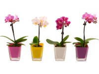 Mini lepkeorchidea egyszárú négyszögletes üvegkaspóban
