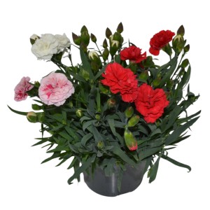Oscar Trio kerti szegfű cserépben: Piros, rózsaszín és fehér Dianthus caryophyllus virágok.