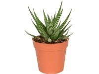 Kaktusz, cserépátmérő: kb. 5,5 cm