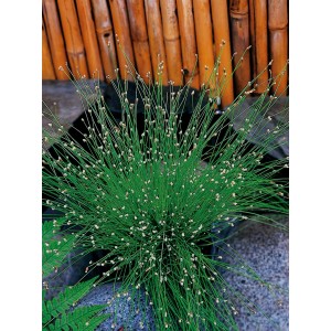 GROW by OBI Női hajfű cserépben, zöld szárak fehér virágokkal, kb. 11 cm-es cserépátmérő.