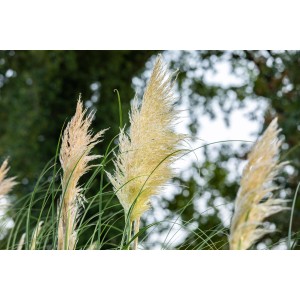 Közelkép a GROW by OBI Pampas Grass Evita díszes, ezüstös-sárga virágzatáról.