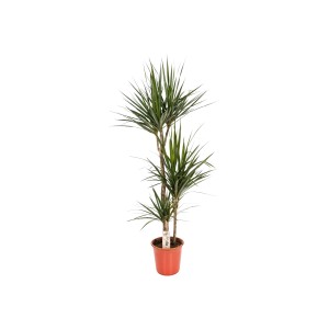 Sárkányfa (Dracaena marginata), kb. 115 cm magas cserépben. Dísznövény beltérre.