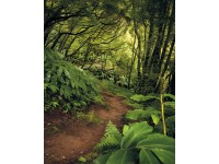 Komar vlies fotótapéta The Path 200 cm x 250 cm Komar vlies fotótapéta The Path 200 cm x 250 cm