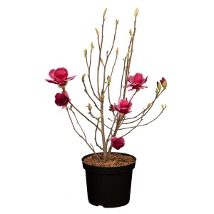 GROW by OBI Genie magnólia piros-lila virágokkal cserépben.