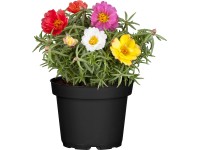 Nagyvirágú porcsin cserépátmérő: kb. 11 cm Portulaca Nagyvirágú porcsin cserépátmérő: kb. 11 cm Portulaca