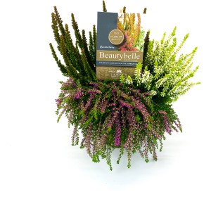Calluna Beautybelle Mix cserépben, különböző színekben. Télálló, virágzó hangaféle növény kertbe és erkélyre.