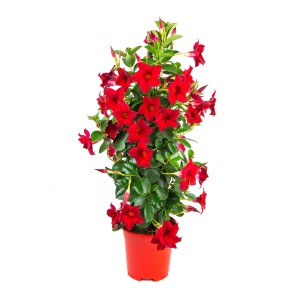 GROW by OBI Dipladenia Sundevillea Piramis piros virágokkal cserépben, kb. 60-80 cm magas.