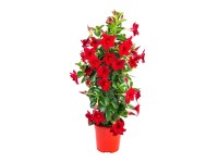 GROW by OBI GROW by OBI