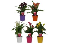 Calla színválaszték mag. kb. 30-40 cm cserép kb. 10,5 cm Zantedeschia Hybrid Calla színválaszték mag. kb. 30-40 cm cserép kb. 10,5 cm Zantedeschia Hybrid