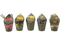 Giromagi pozsgás növény 5-féle változatban magasság kb. 8 cm - 10 cm