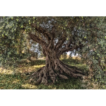 Komar fotótapéta Olive Tree 368 cm x 254 cm FSC