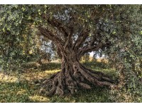 Komar fotótapéta Olive Tree 368 cm x 254 cm FSC