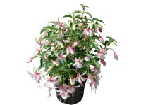 Fuchsia csüngő Fuchsia csüngő