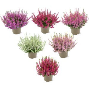 Különböző színű csarab (Calluna vulgaris) cserépben, ideális őszi ültetéshez.