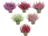 Közönséges csarab cserépátmérő kb. 11 cm Calluna vulgaris