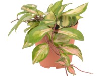 Viaszvirág cserépátmérő: kb. 12 cm Hoya carnosa Viaszvirág cserépátmérő: kb. 12 cm Hoya carnosa