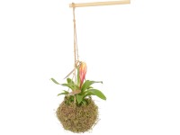Bromélia különböző fajták moha kokedamában cserépátmérő: kb. 12 cm (Bromelia) Bromélia különböző fajták moha kokedamában cserépátmérő: kb. 12 cm (Bromelia)