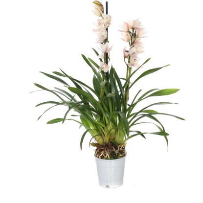 Cymbidium orchidea világos rózsaszín virágokkal cserépben, kb. 50-75 cm magas.