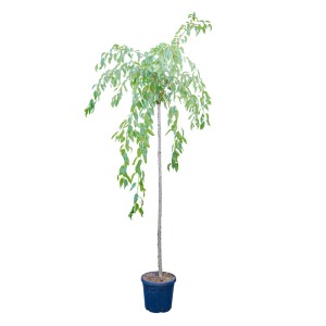 Csüngő japán díszcseresznye 'Kiku Shidare Zakura' fa cserépben, kb. 220 cm magas.