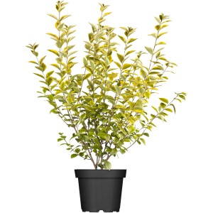 Arany Liguster Aureum cserépben, kb. 30-40 cm magas, sárga-zöld levelekkel.