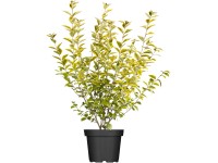 OBI aranytarka levelű fagyal OBI aranytarka levelű fagyal