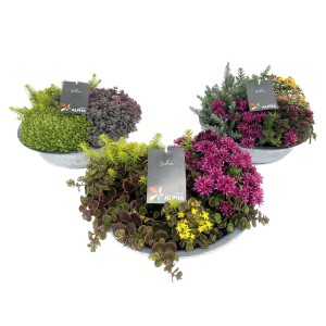 Sedum trió cink edényben, beültetett tál különféle Sedum változatokkal kültéri használatra.