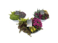 Varjúháj trió cinkcserépben cserépátmérő kb. 29 cm