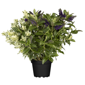 Hebe andersonii Trio cserépben, színes cserjés veronika háromszínű virágokkal, ideális őszi növény.