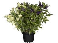 Trio örökzöld veronikacserje cserépátmérő kb. 19 cm Hebe andersonii Trio örökzöld veronikacserje cserépátmérő kb. 19 cm Hebe andersonii