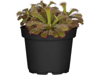 Harmatfű cserépátmérő: kb. 9 cm Drosera Harmatfű cserépátmérő: kb. 9 cm Drosera