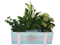 Zöld- és virágos növényekből álló kompozíció faládában cserépátmérő: kb. 30 cm