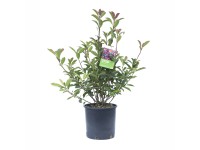 OBI korallberkenye OBI korallberkenye