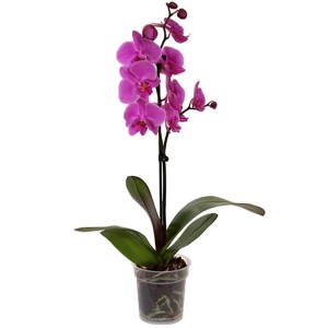 Rózsaszín orchidea cserépben. Elegáns szobanövény otthonába.