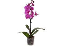 Lepkeorchidea 1 szálas cserépátmérő: kb 12 cm Phalaenopsis Lepkeorchidea 1 szálas cserépátmérő: kb 12 cm Phalaenopsis