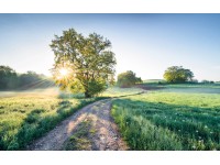 Komar nemszőtt fotótapéta A New Day in Paradise 400 cm x 250 cm