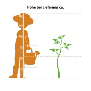 Illusztráció a kanári datolyapálma (Phoenix canariensis) szállítási magasságáról egy személyhez képest.